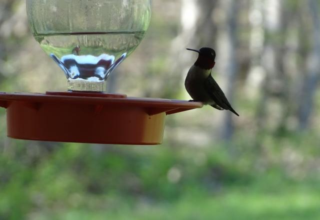 Ruby throated hummingbird