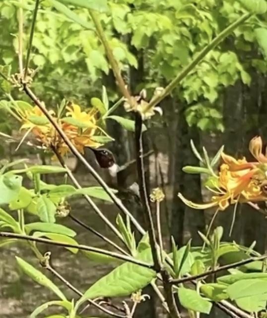 Ruby throated hummingbird