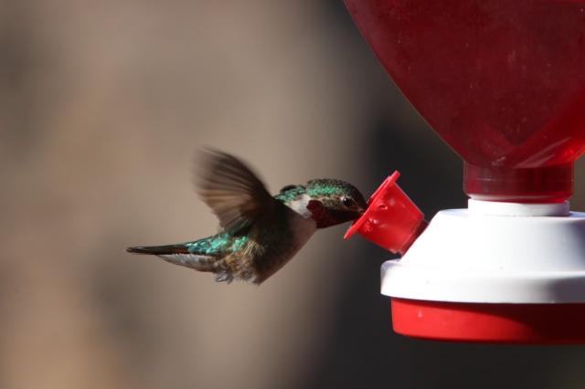 Black-chinned Hummingbird