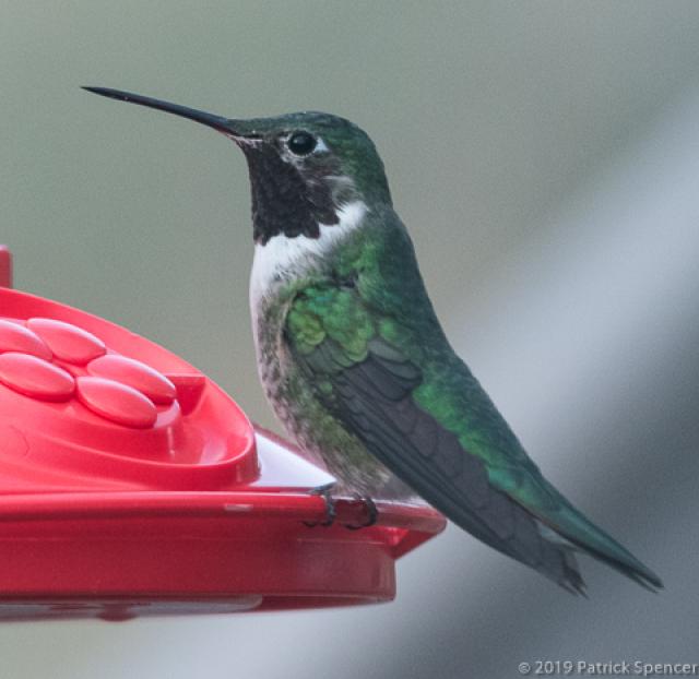 Broad-tailed Hummingbird