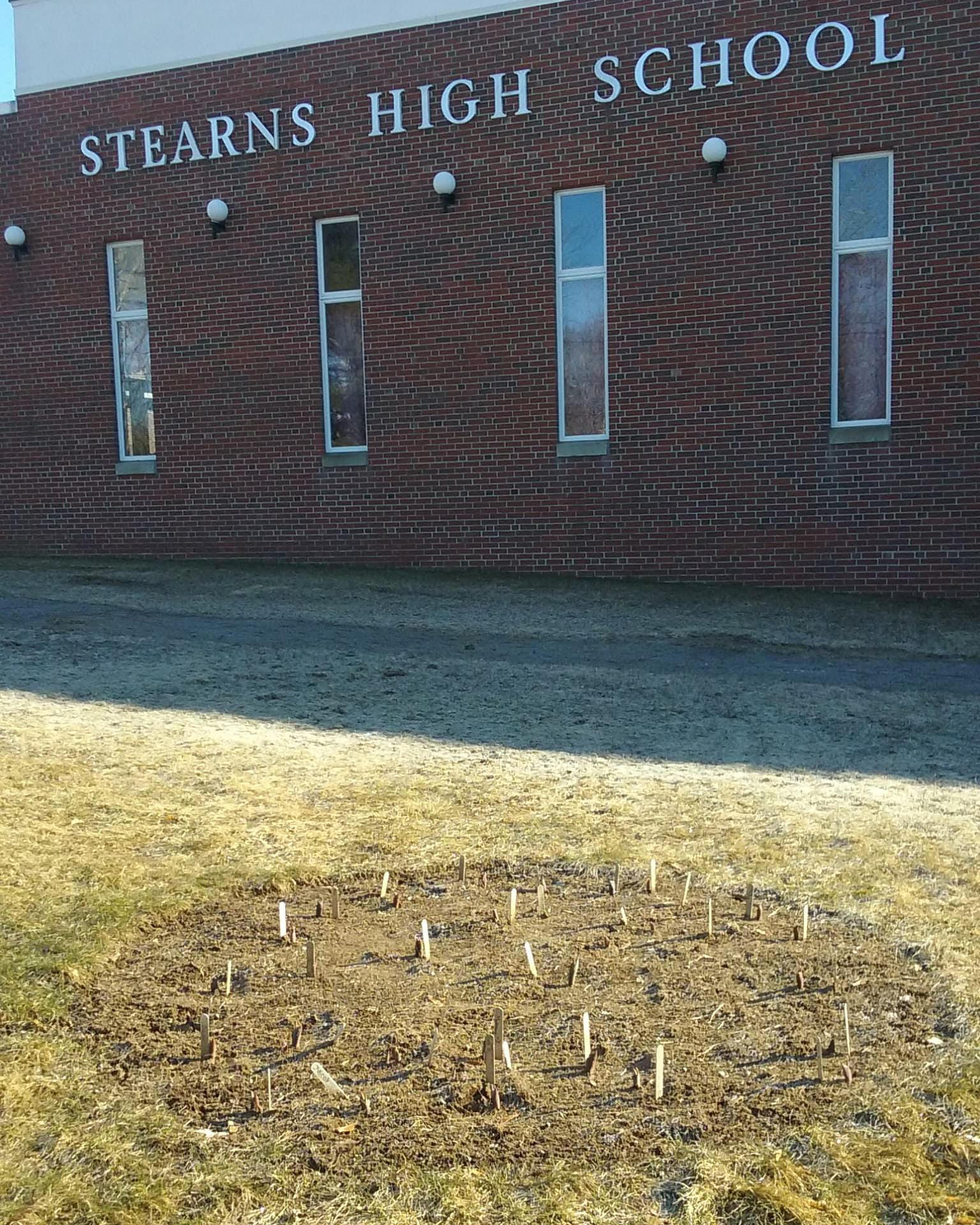 Emerging high school tulip test garden.