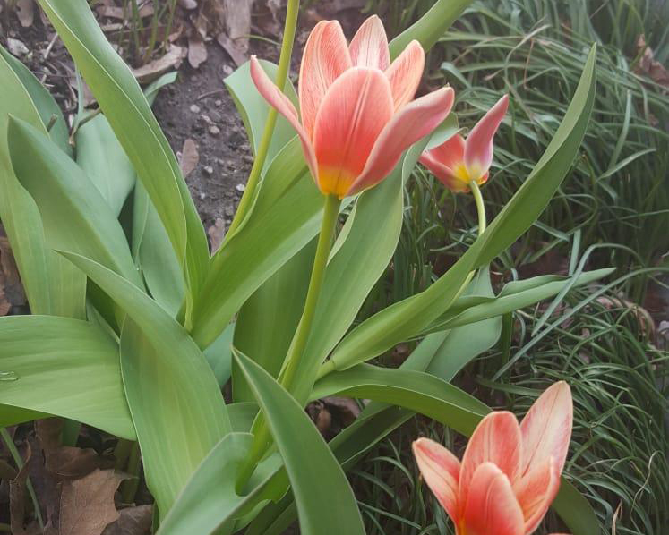 Greigii tulips blooming.