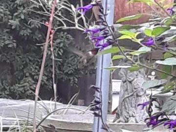 Ruby throated hummingbird