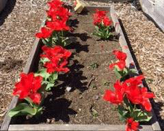 Bed of tulips.