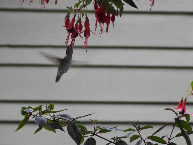 Ruby throated hummingbird