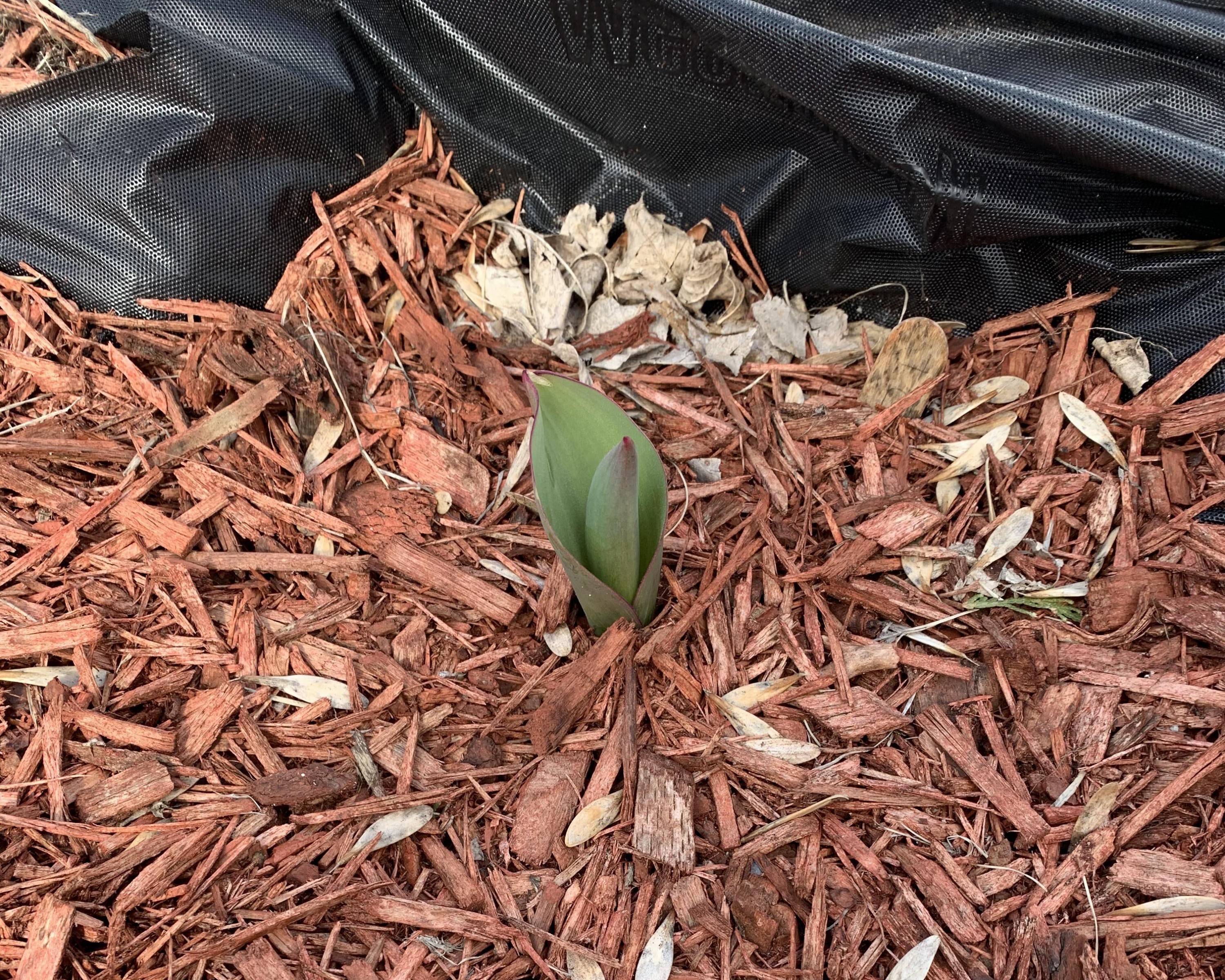 Emerging tulip.