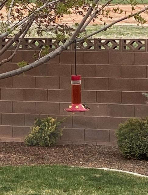 Broad-tailed Hummingbird