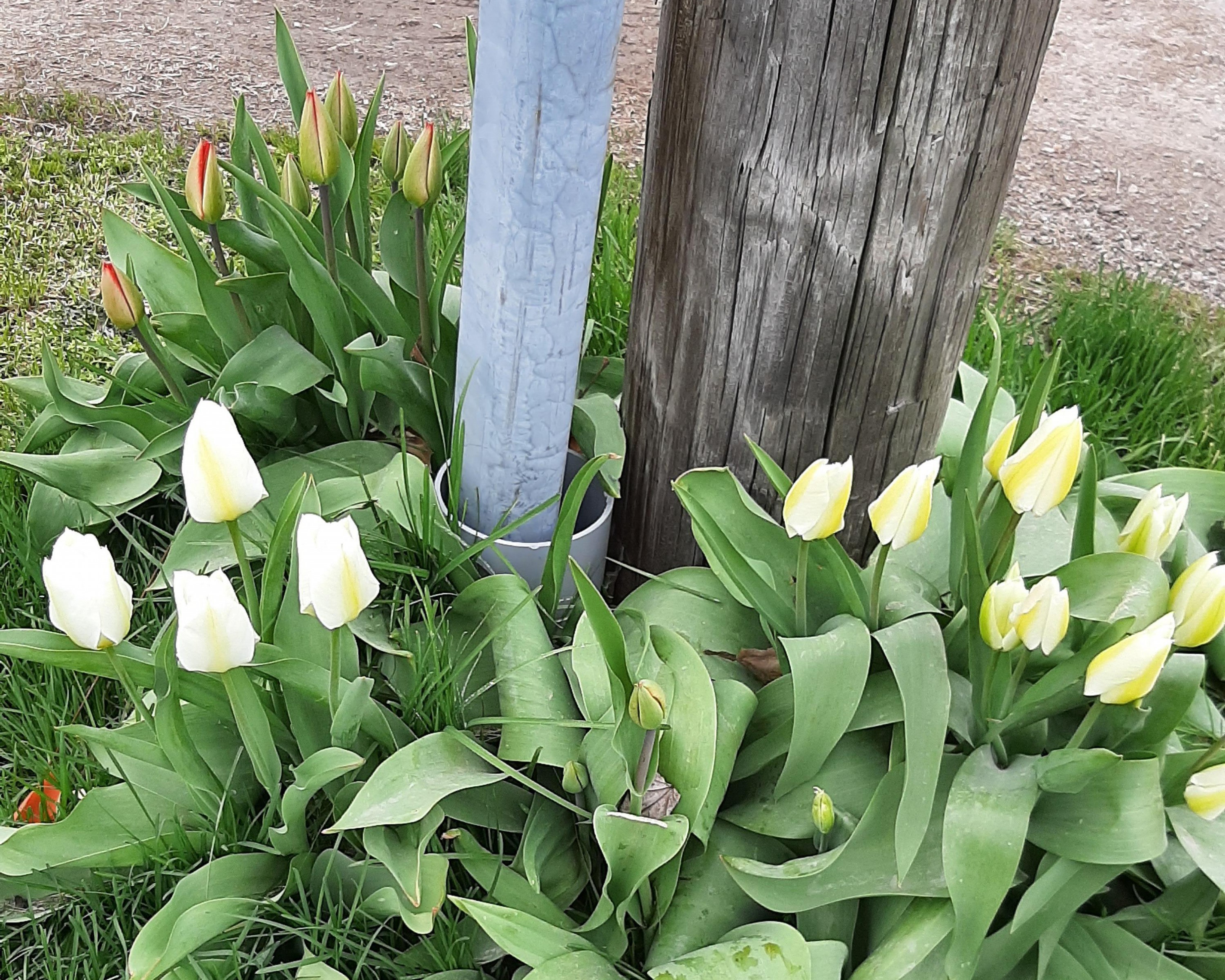 White and yellow tulips.