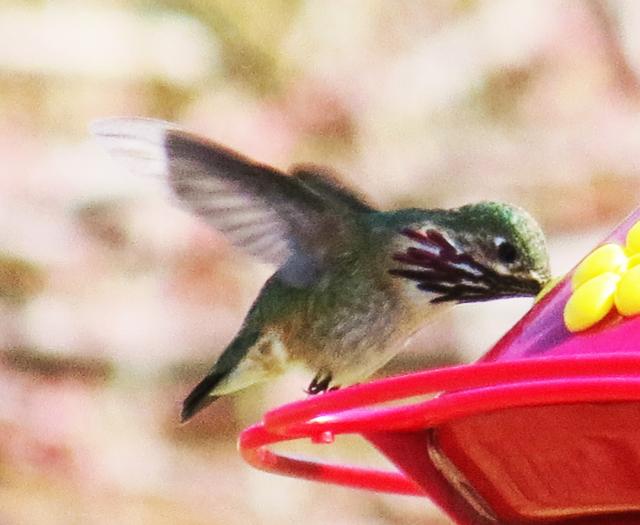 Calliope Hummingbird