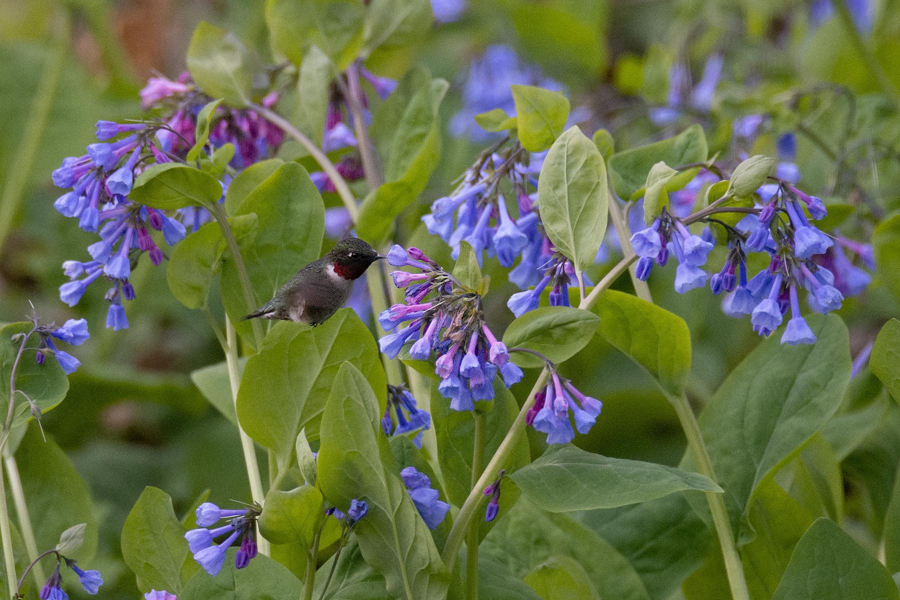 Ruby throated hummingbird