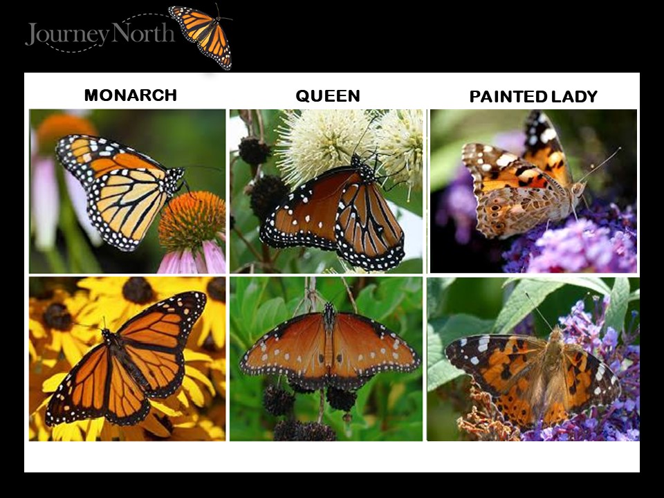 monarch