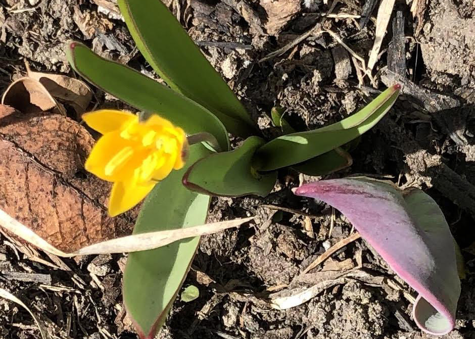 Yellow tulip in Canada.