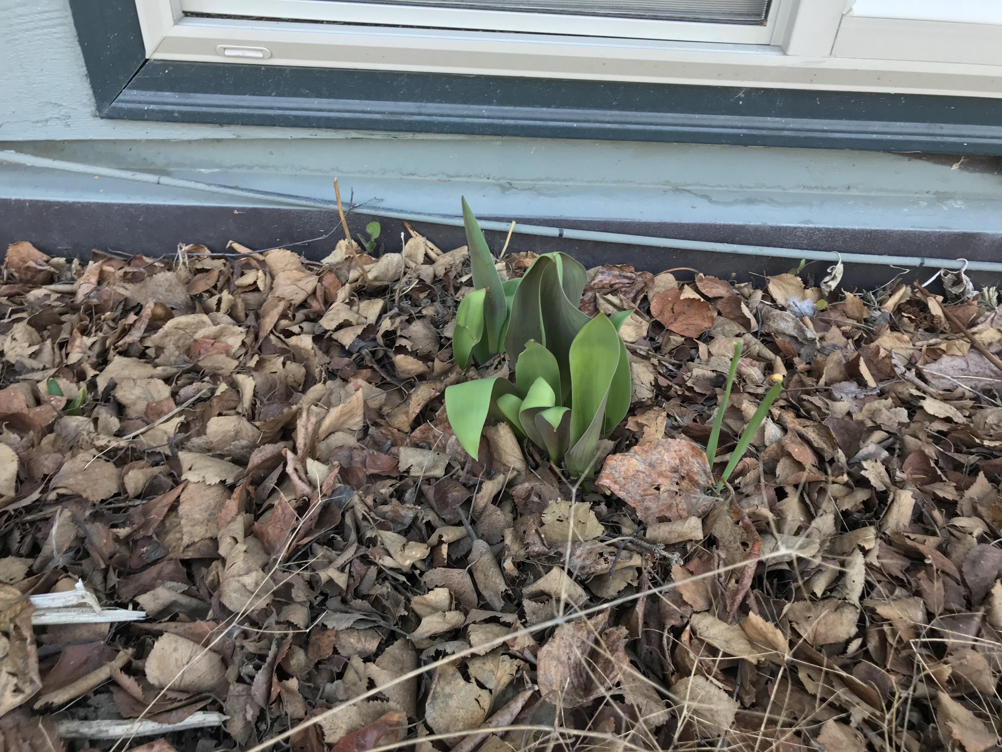 Emerging tulips in Alaska.