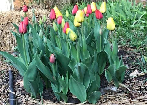 Red and yellow tulips blooming.