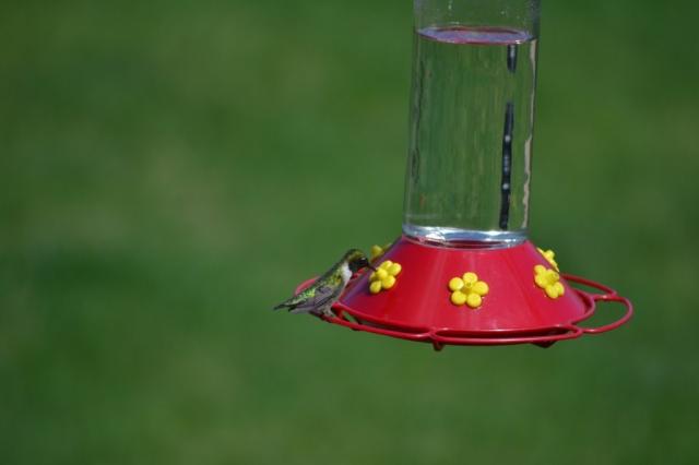 Ruby throated hummingbird