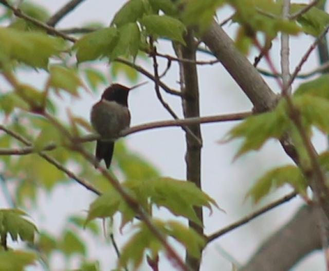 Ruby throated hummingbird