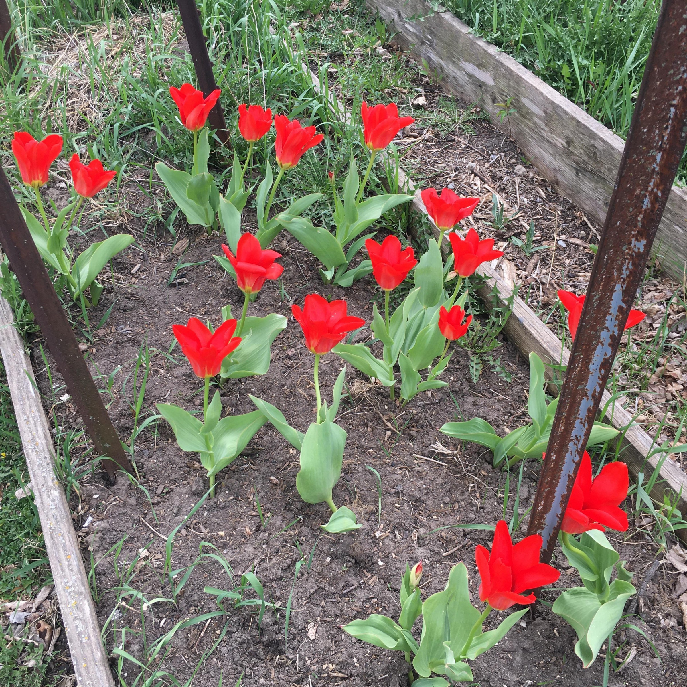 Tulips blooming in Decorah, Iowa.