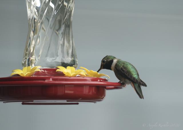 Broad-tailed Hummingbird