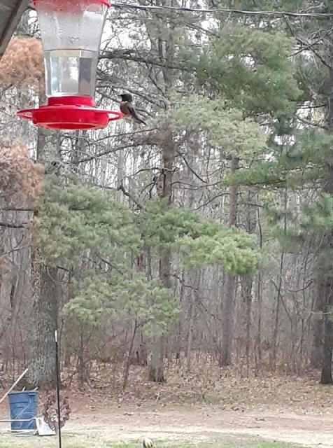 Ruby throated hummingbird