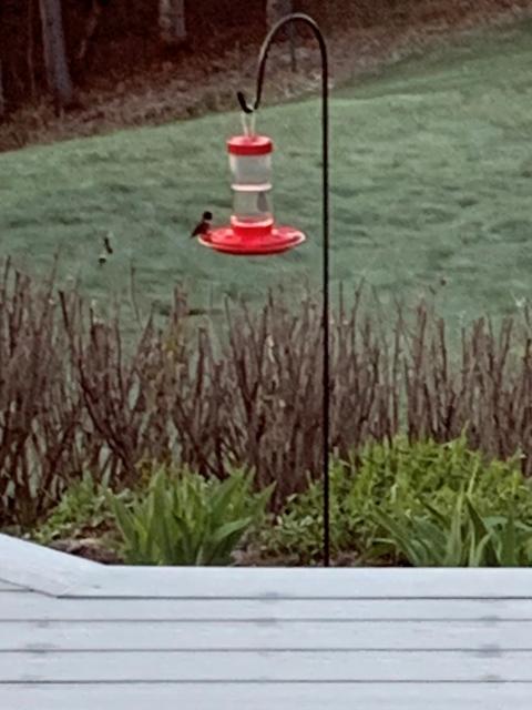 Ruby throated hummingbird