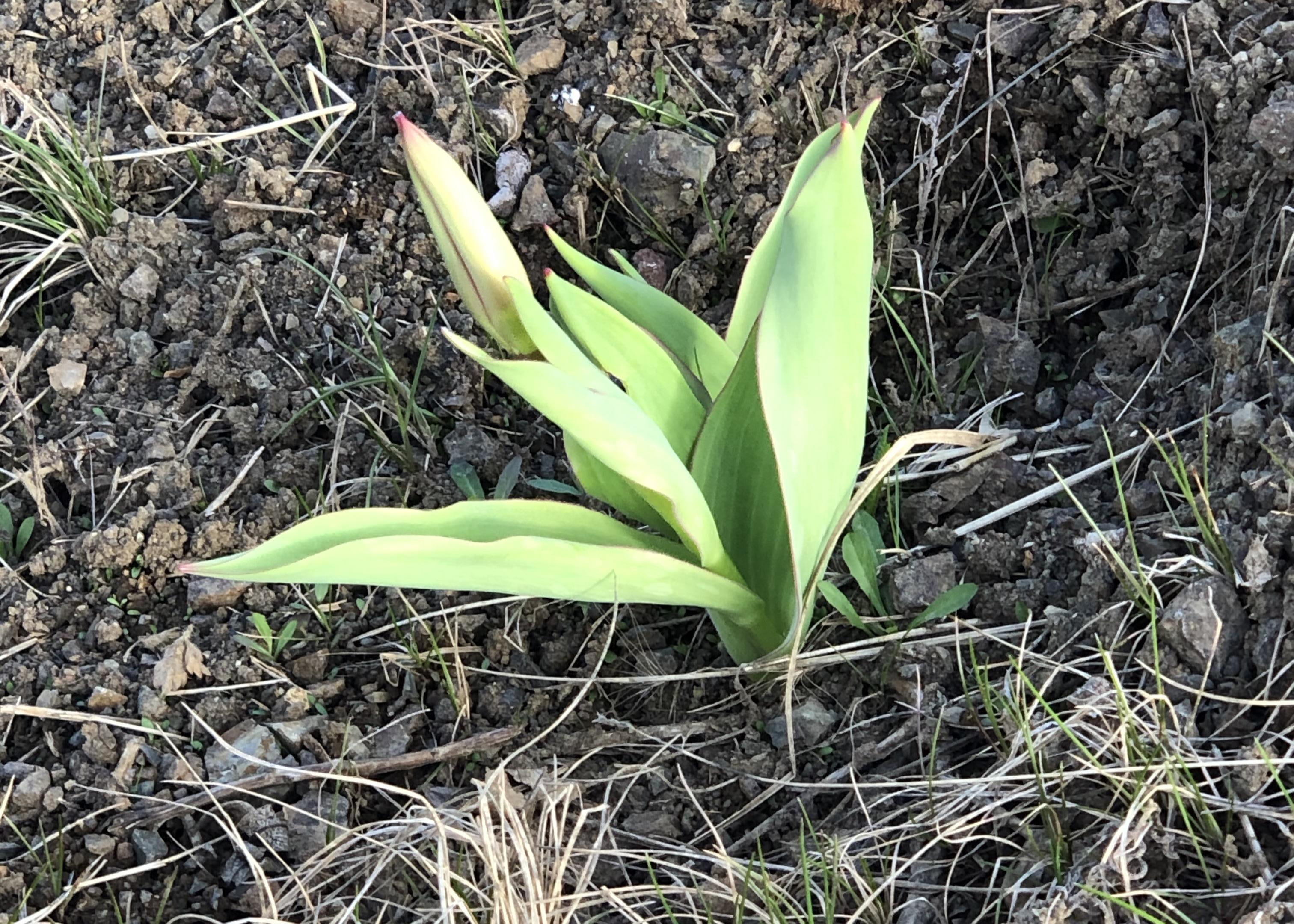 Tulip emerging in Alaska.