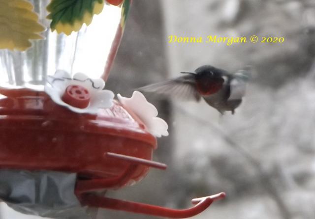 Ruby throated hummingbird