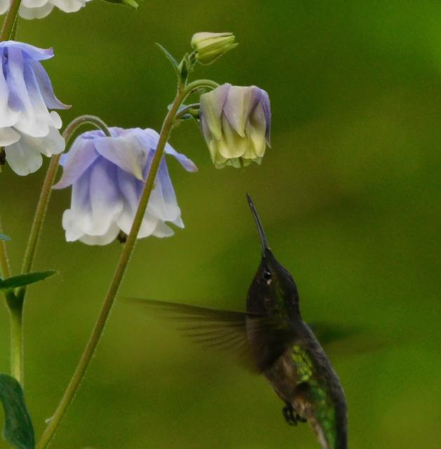 Ruby throated hummingbird