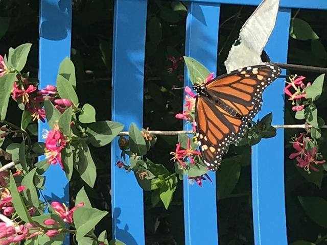 monarch