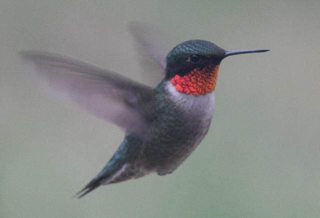 Ruby throated hummingbird