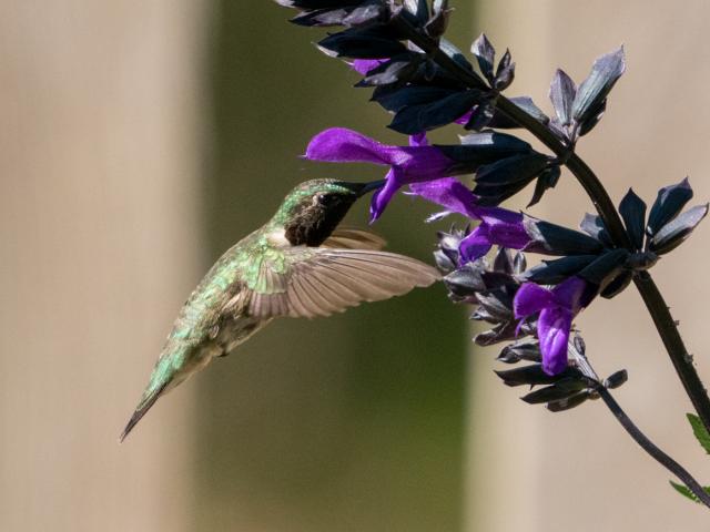 Ruby throated hummingbird