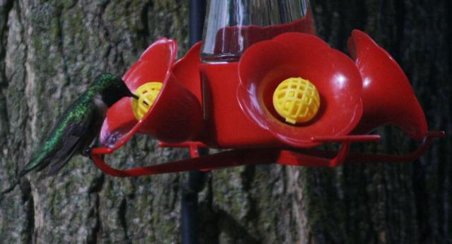 Ruby throated hummingbird