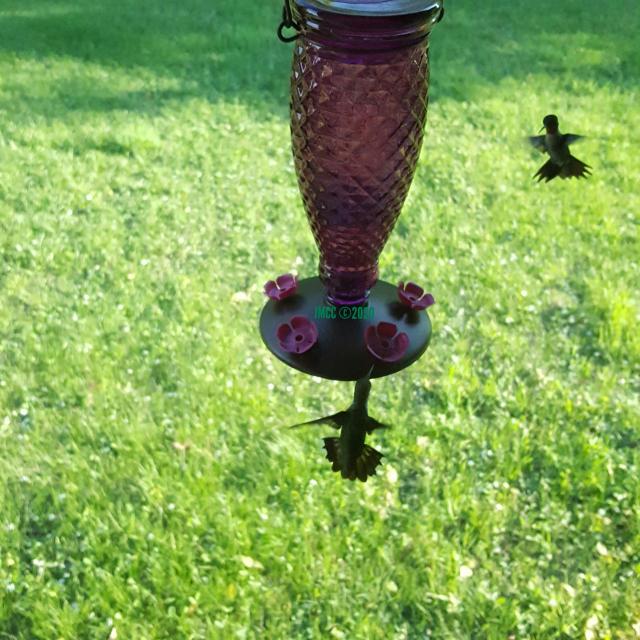 Ruby throated hummingbird