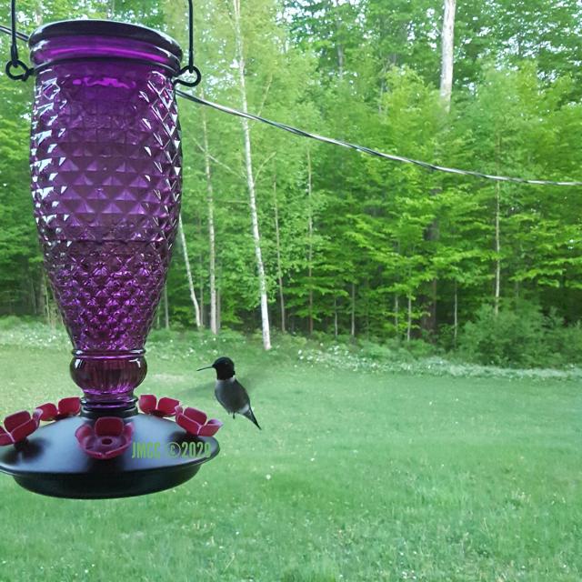 Ruby throated hummingbird