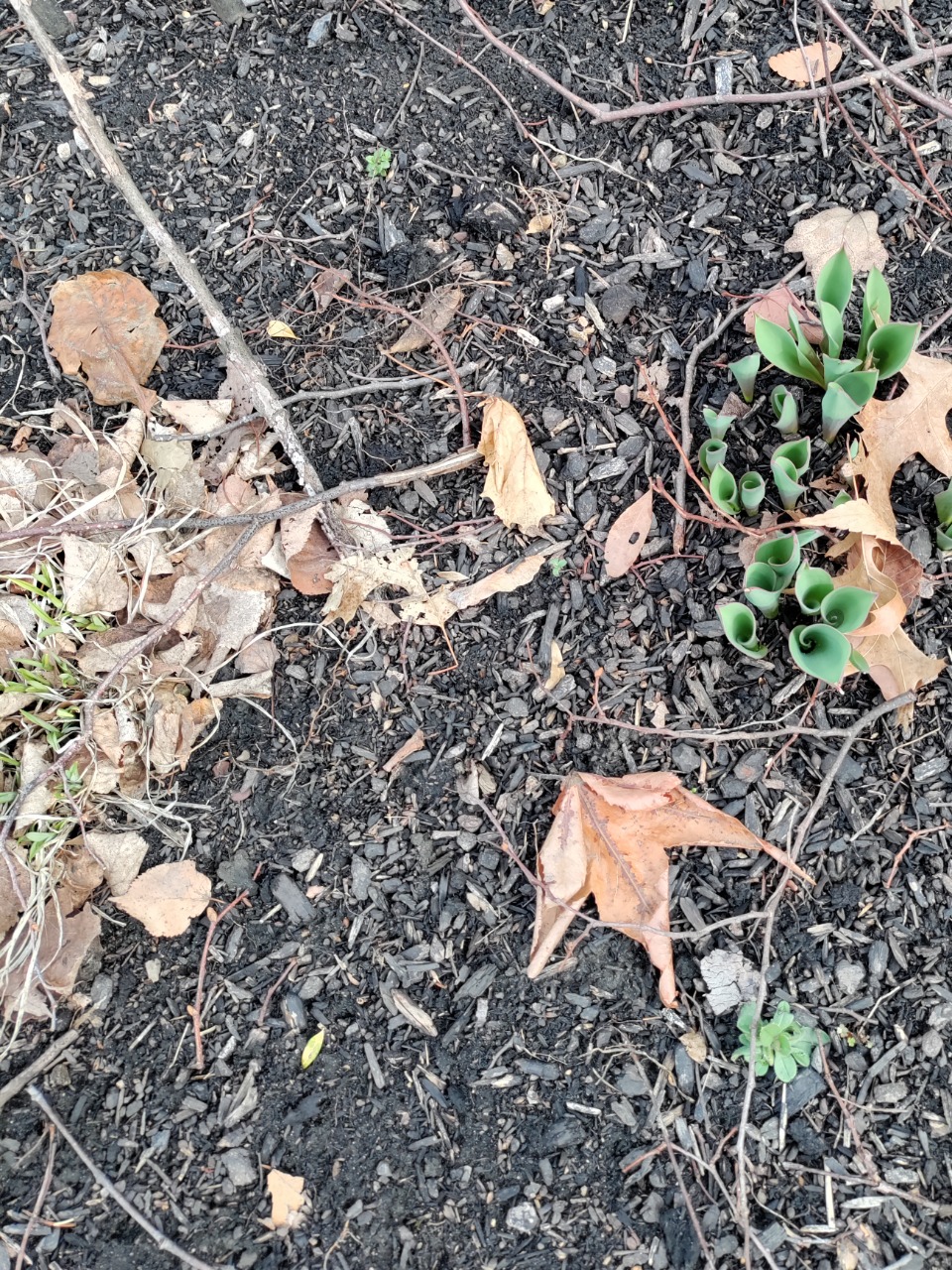 Tulip green emergence from soil