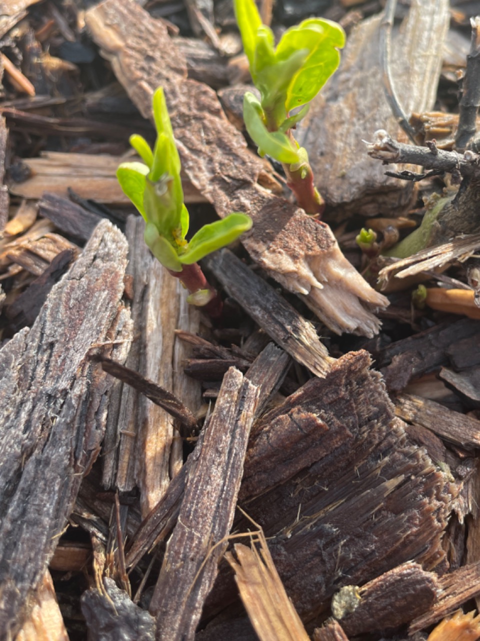 milkweed