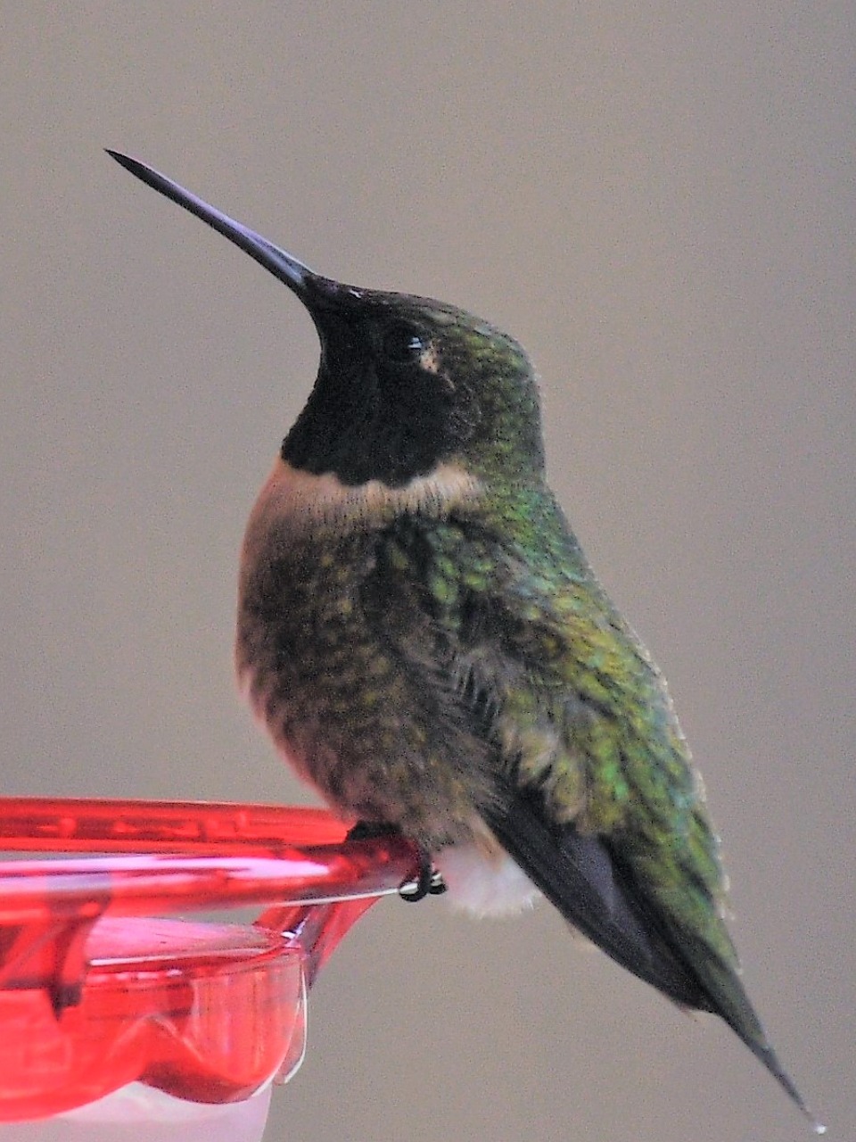 Ruby throated hummingbird