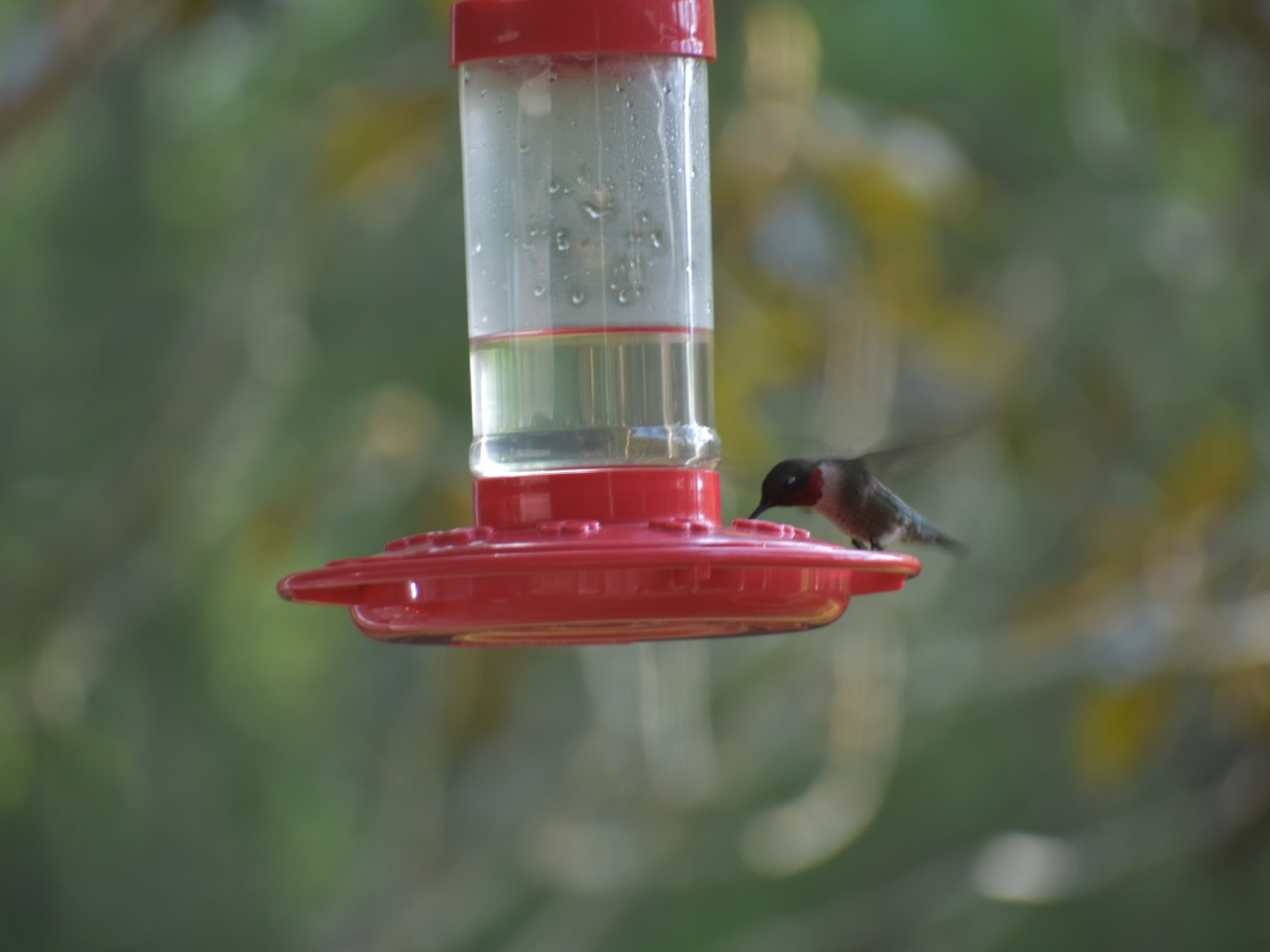 Ruby throated hummingbird at feeder