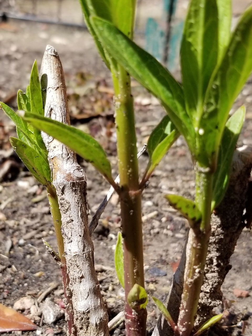 milkweed sprouting with monarch eggs