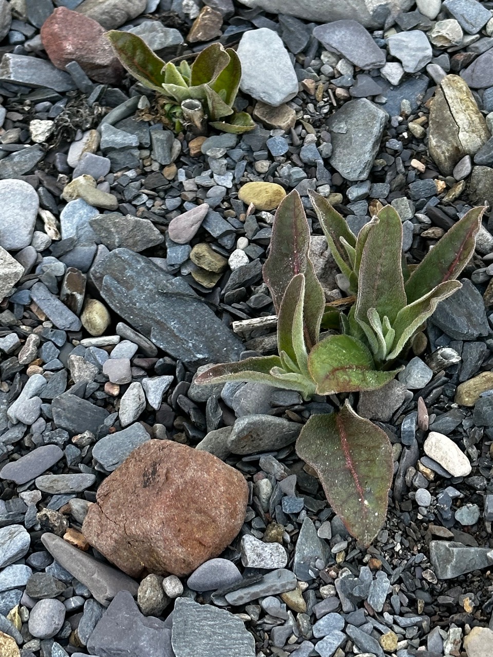 Just Developing Leaves