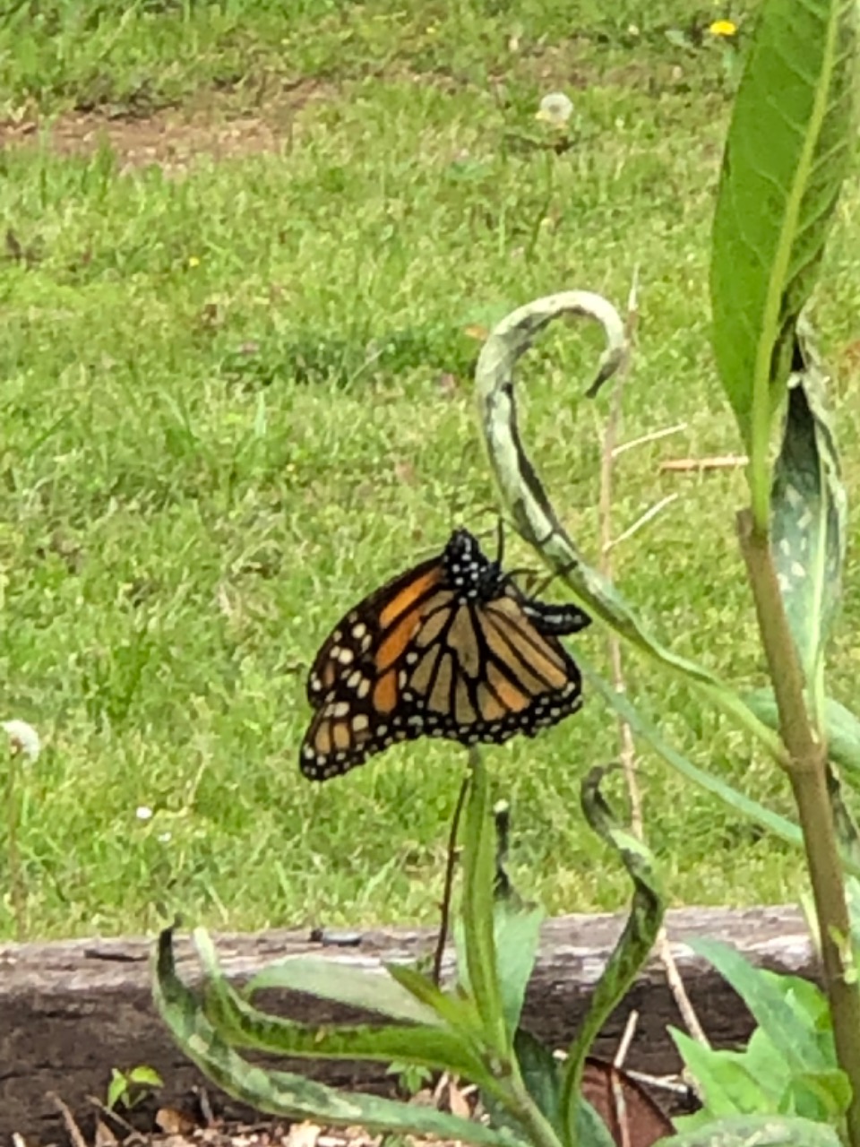 monarch