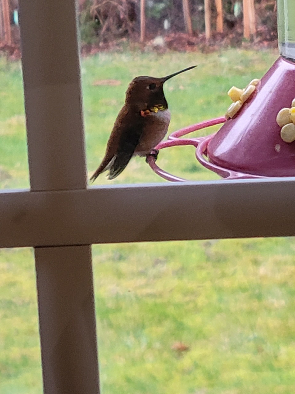 Rufous hummingbird at a bird feeder 