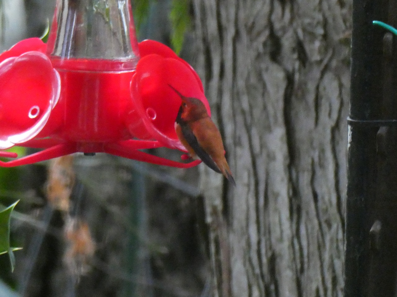 Rufous hummingbird at a bird feeder 