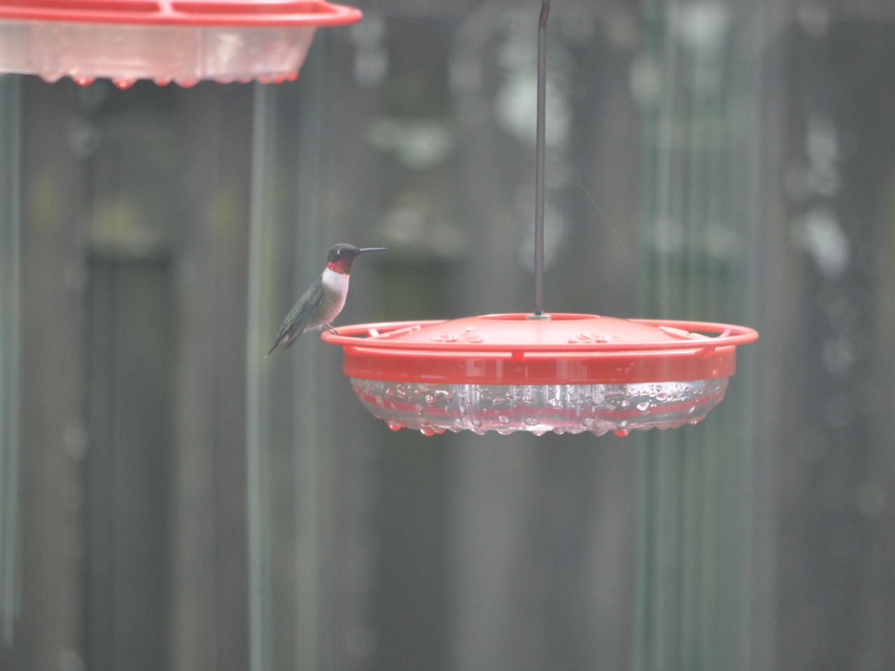 Ruby throated hummingbird