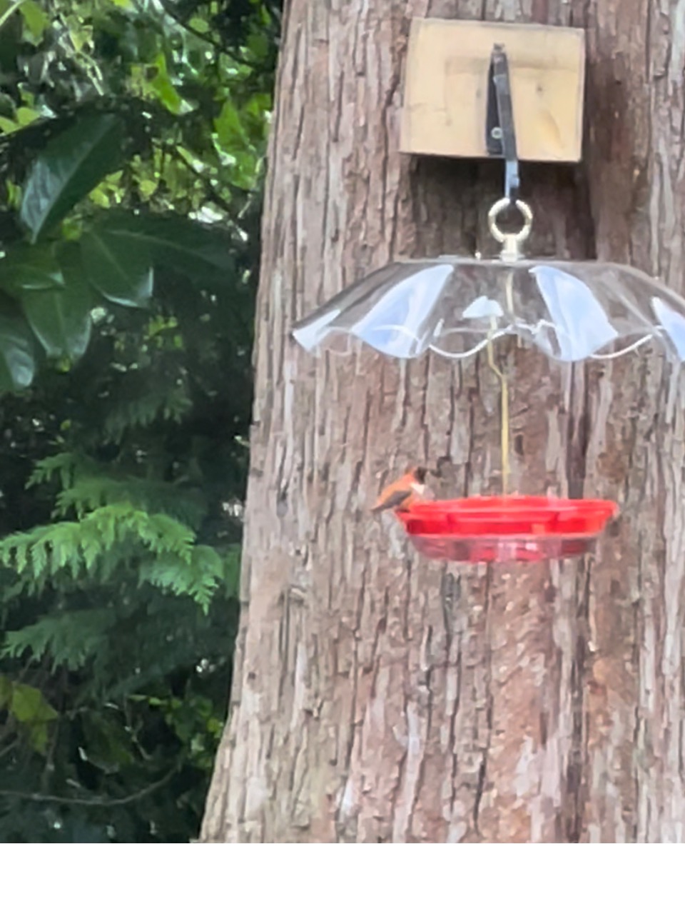 Rufous hummingbird at a bird feeder 