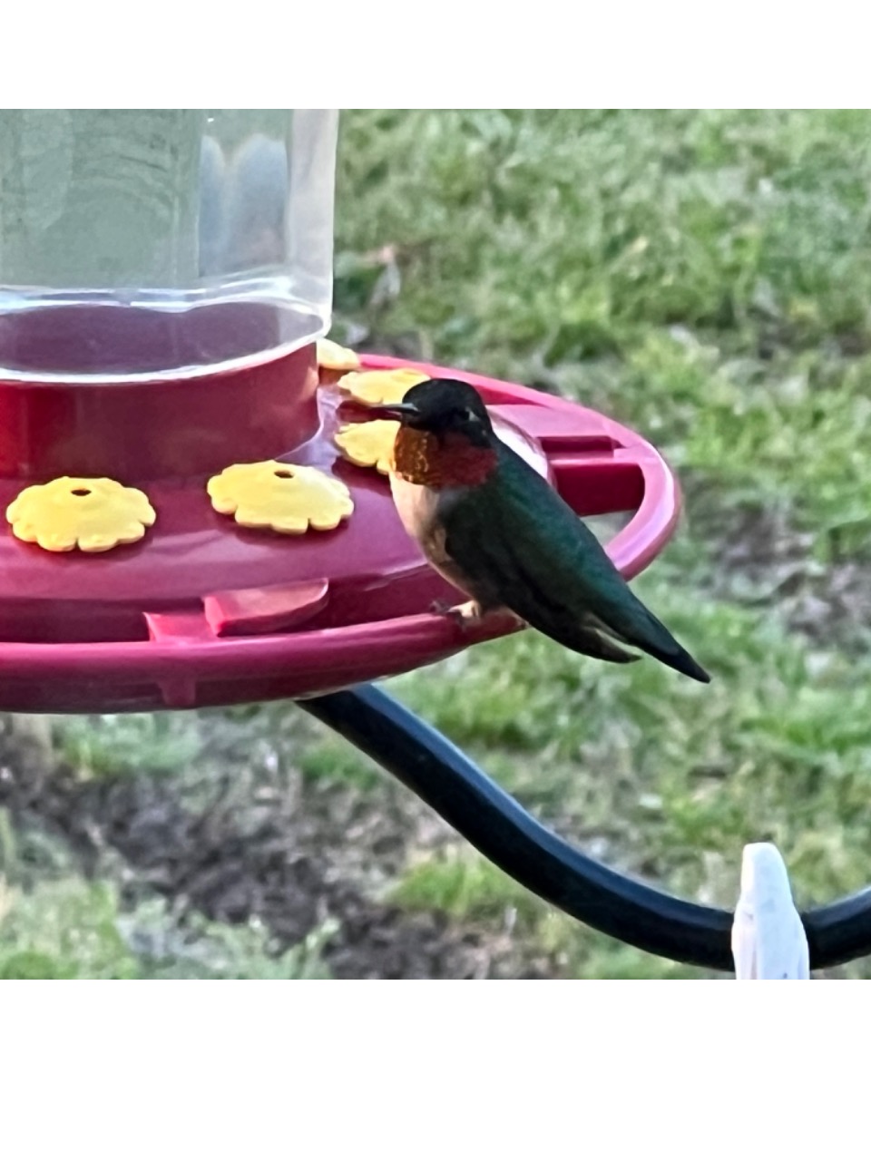 Ruby throated hummingbird