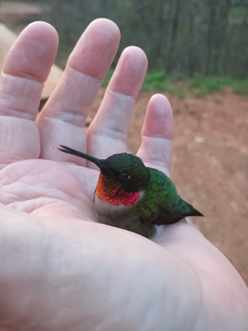 Ruby throated hummingbird