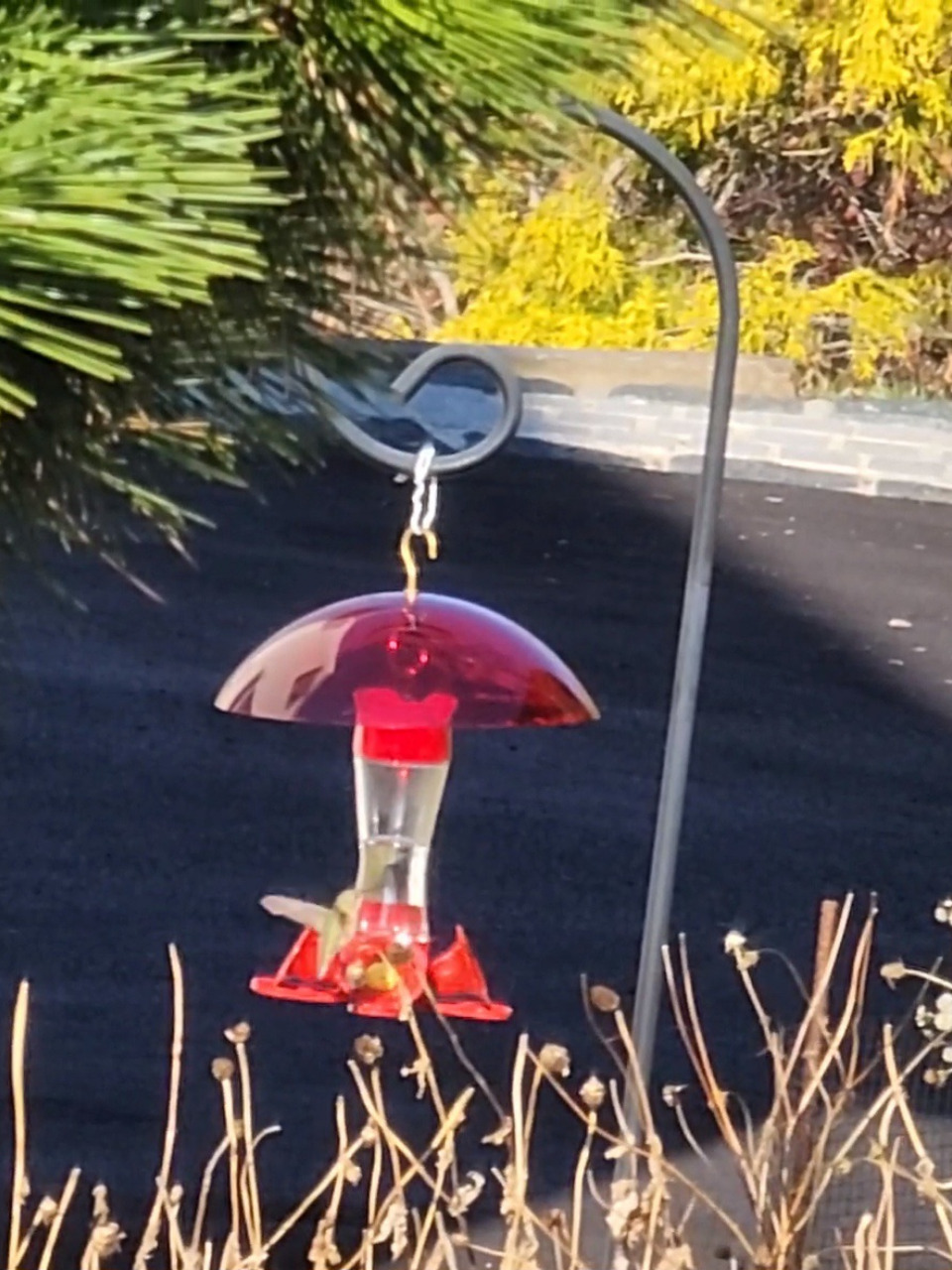 Columbus the Hummingbird at feeder