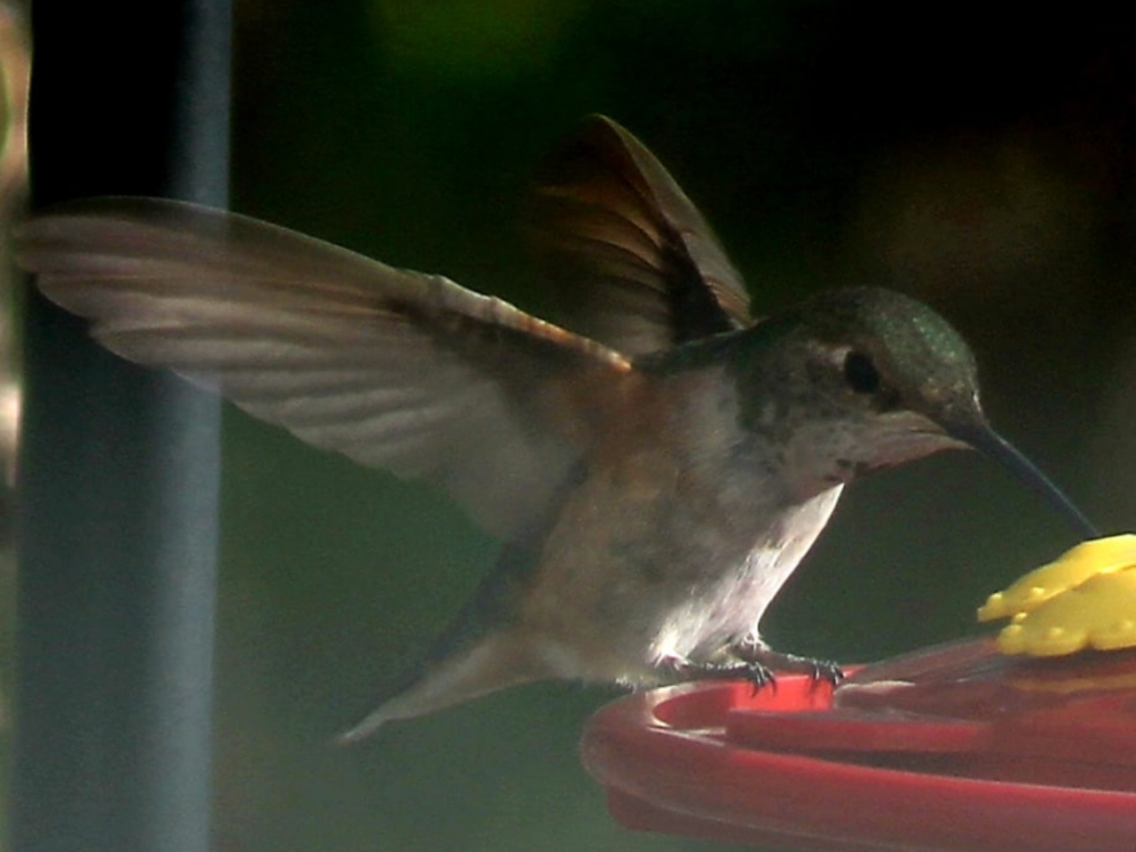 Columbus the Hummingbird at feeder