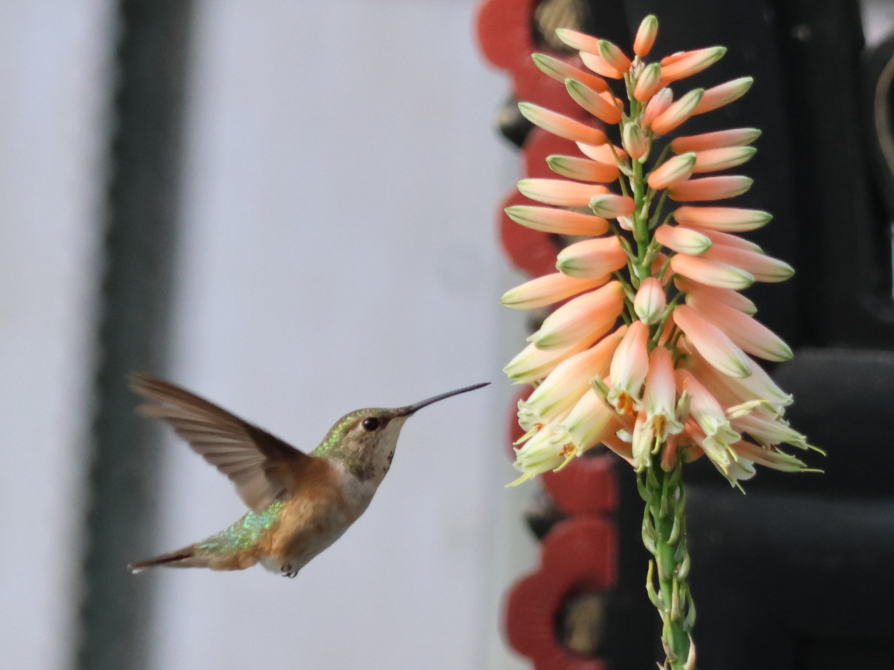 Columbus nectaring at flowers on a cloudy day