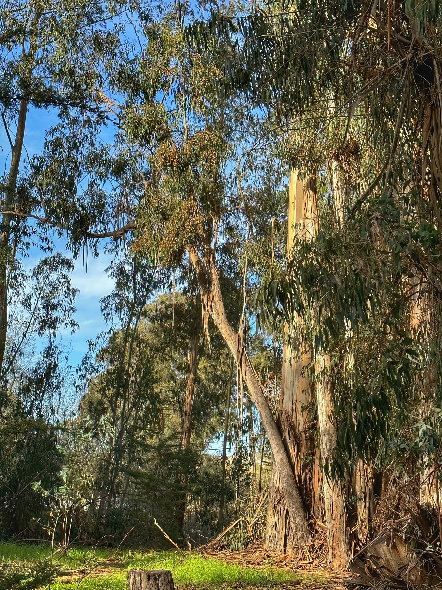 monarchs roosting in eucalyptus trees in Pismo Beach Butterfly Sanctuary, CA. 